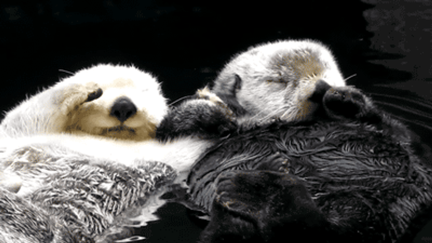Holding Hands Sea Otter Couple GIF