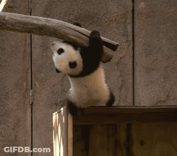 Holding On Baby Panda GIF