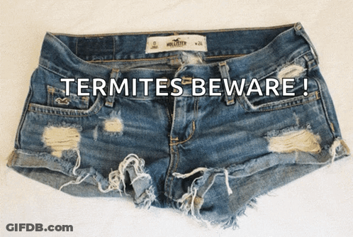 Hollister Shorts Termites Beware GIF
