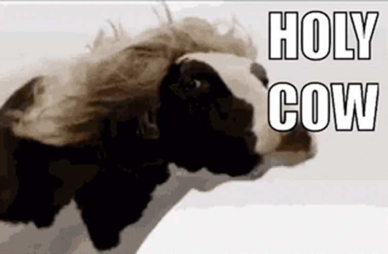 Holy Cow Moly Meme GIF