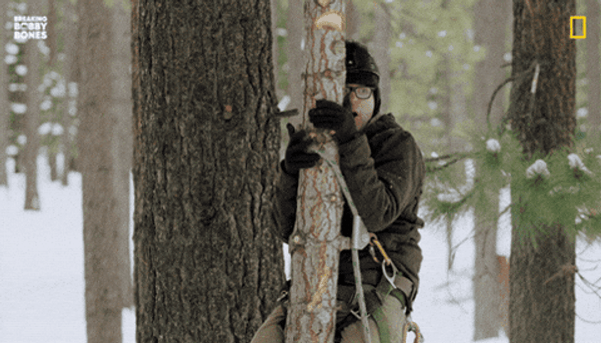 Holy Moly Meme Tree Trap GIF