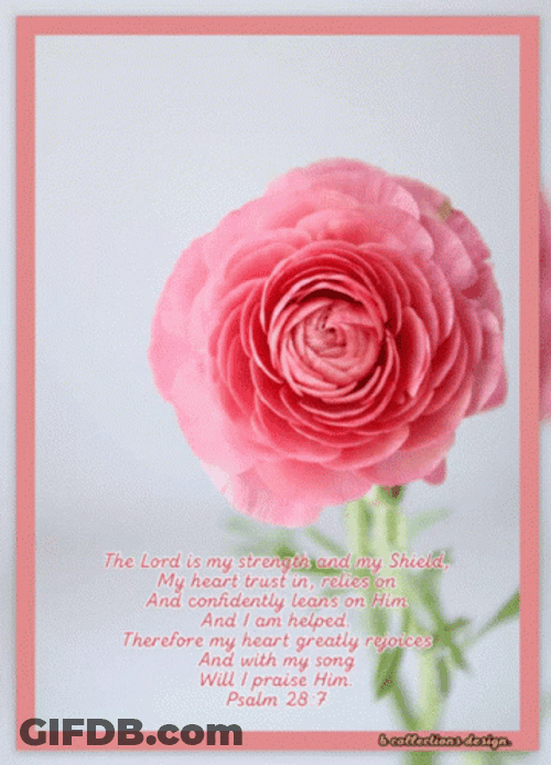 Holy Saturday Persian Buttercup GIF