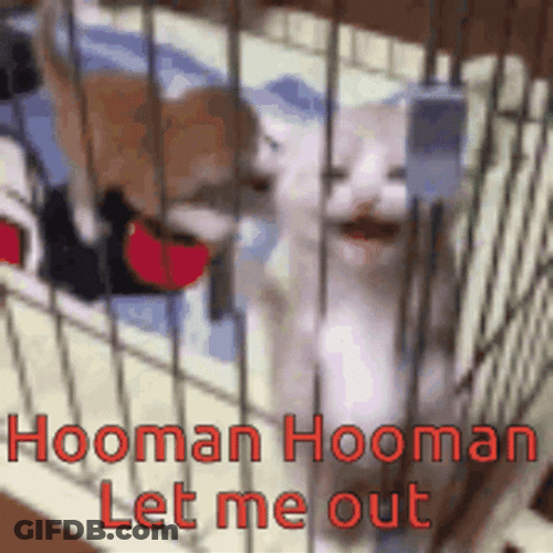 Homan Please Let Me Out GIF
