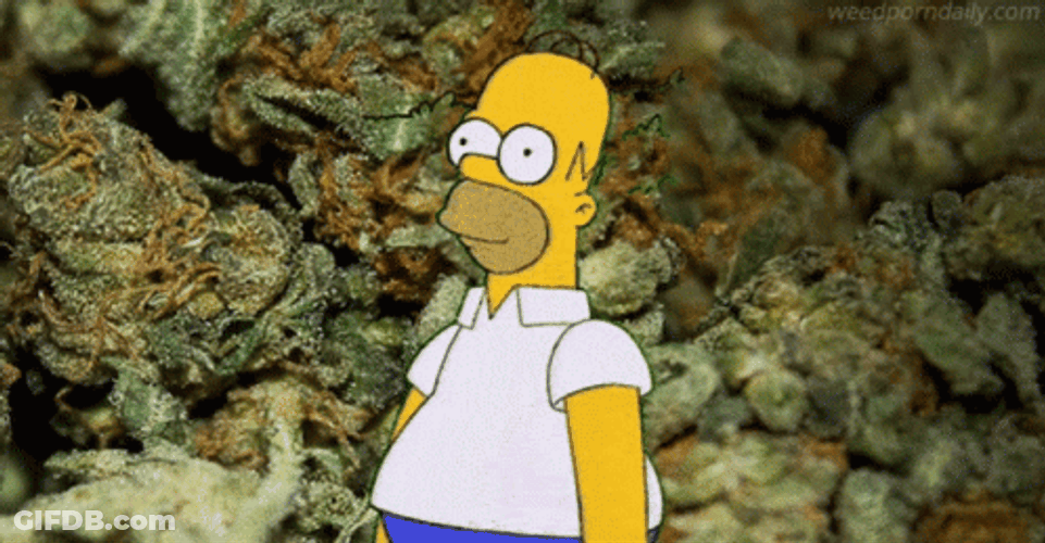 Homer Disappearing Weed Buds GIF
