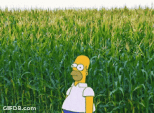 Homer Simpson Is Standing In The Middle Of A Corn Field . GIF