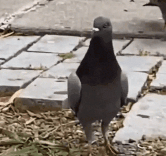 Homing Pigeon Dancing GIF