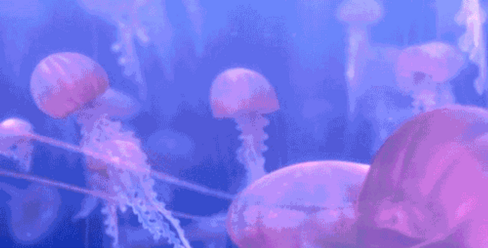 Honduras Dory Fish GIF