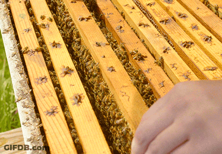 Honey GIF