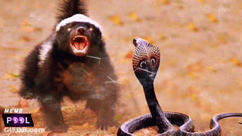 Honey Badger And Snake With Meme Pool Logo GIF