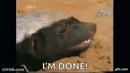 Honey Badger Laying In Dirt With Mouth Open GIF