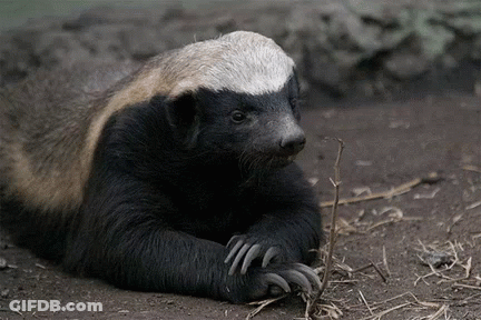 Honey Badger Laying On Ground With Claws Extended GIF