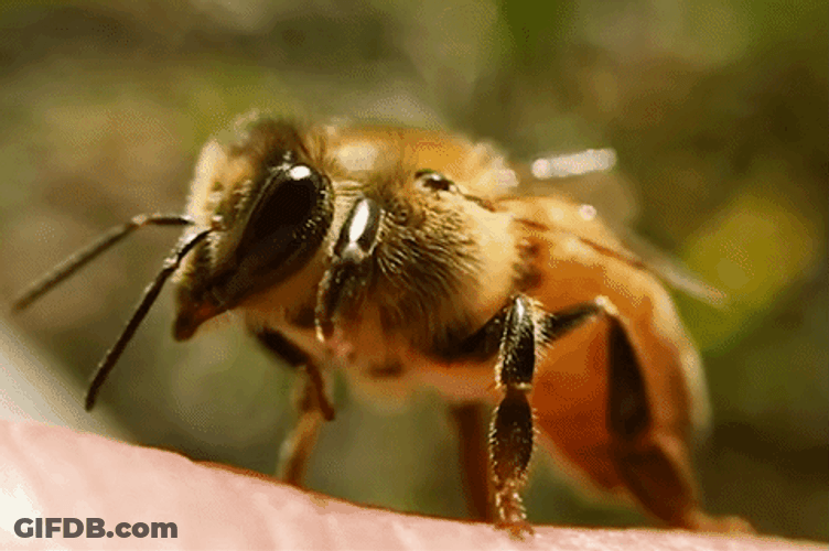Honey Bee Moving Front Legs GIF