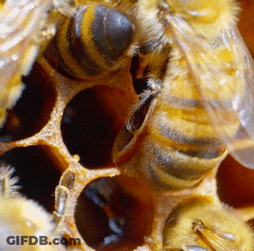 Honeybee Bees Emerging GIF
