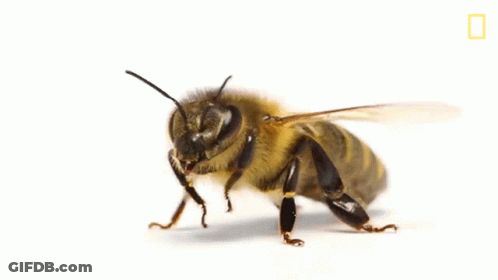 Honeybee Close Up Look GIF