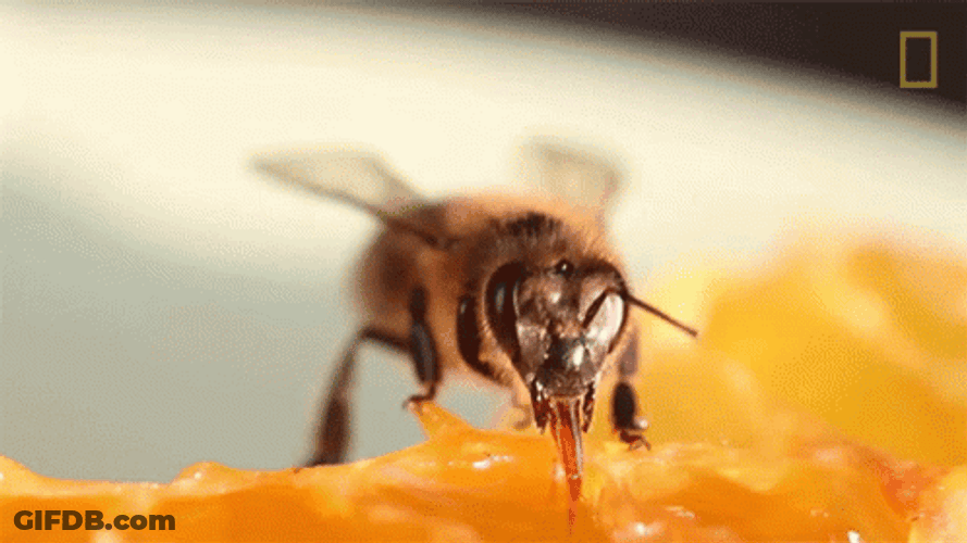Honeycomb Bee GIF