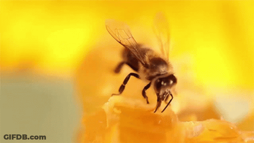 Honeycomb Bee Close-Up GIF