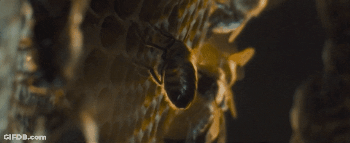 Honeycomb Bees Attached GIF