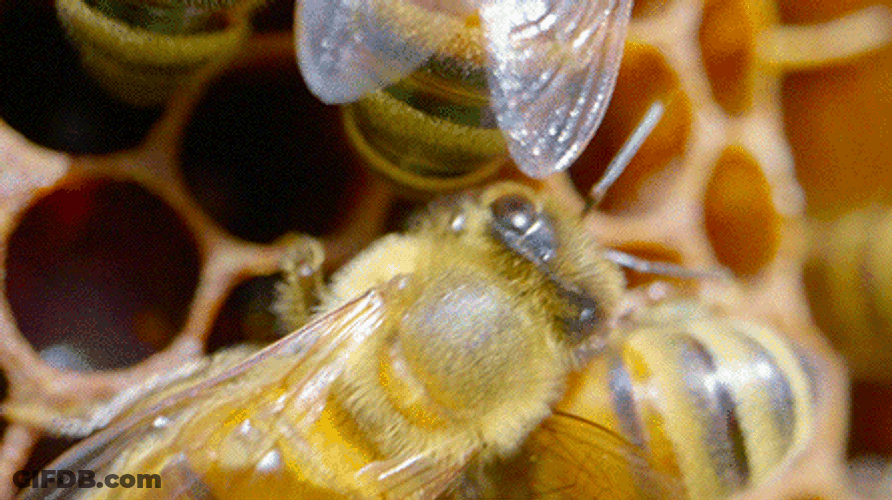 Honeycomb Bees GIF