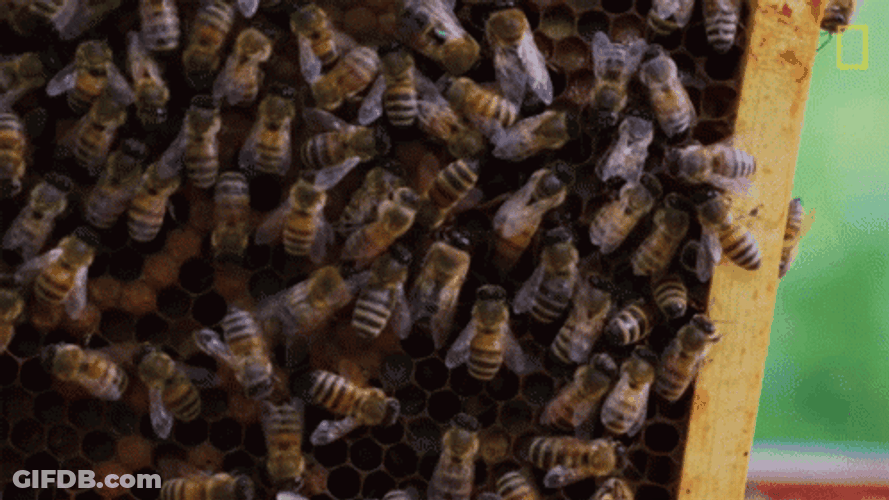 Honeycomb Bees Swarm GIF