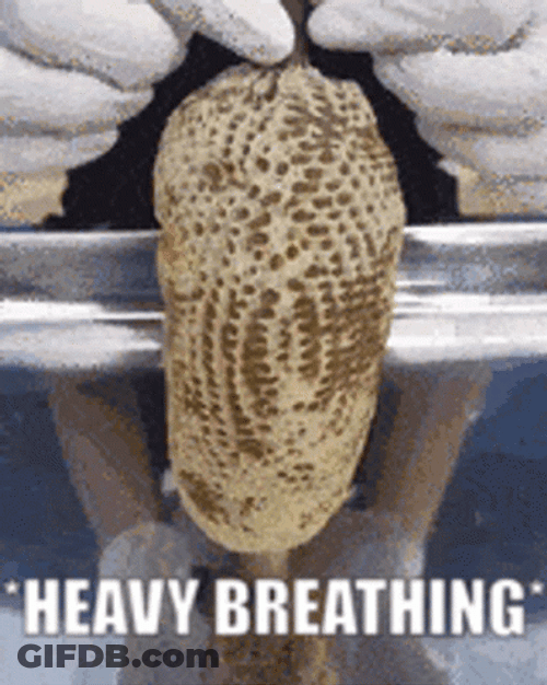 Honeycomb Heavy Breathing GIF