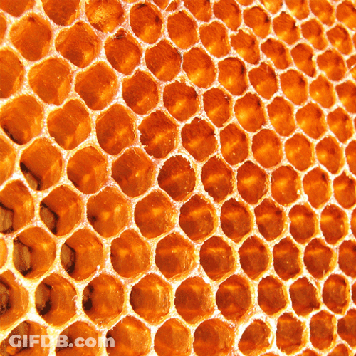 Honeycomb Pass The Honey GIF