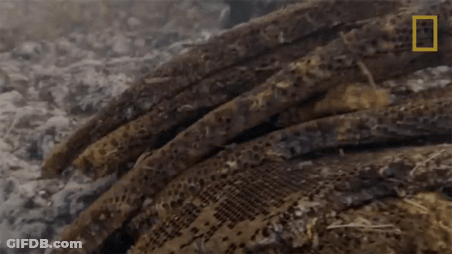 Honeycomb Pile GIF