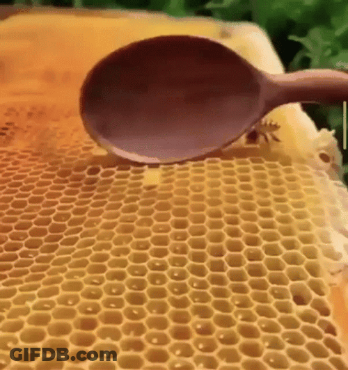 Honeycomb Scoop Of Honey GIF