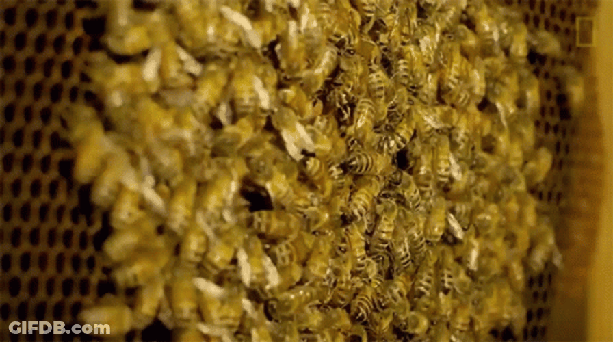 Honeycomb Selective Focus GIF