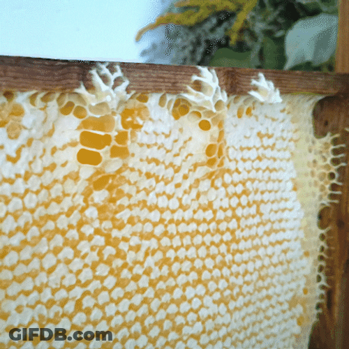 Honeycomb Wax Sealed GIF