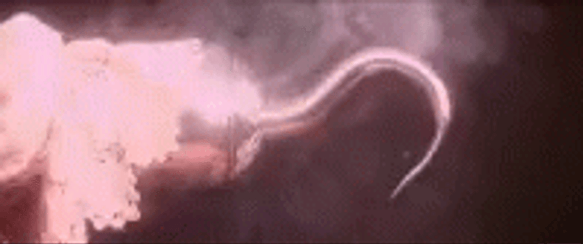 Hook Neon Color GIF