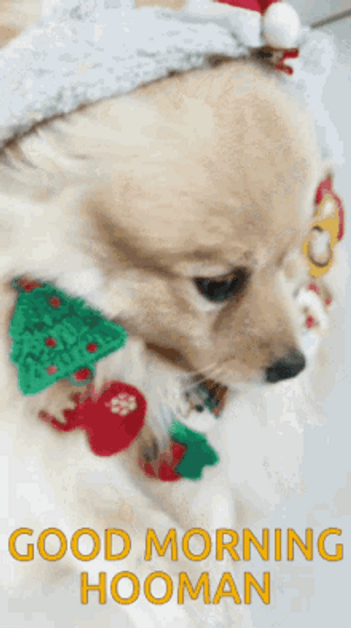 Hooman Good Morning Dog GIF