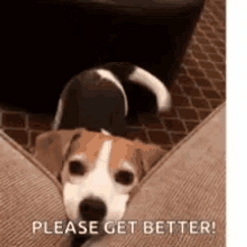 Hope You Feel Better Dog Tail Wiggling GIF