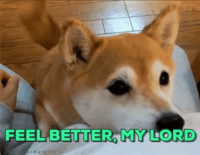 Hope You Feel Better Soon Shiba Inu GIF