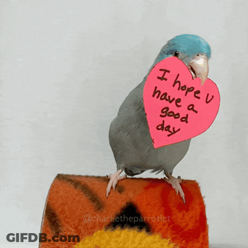 Hope You're Having A Good Day Parrot Bird Heart Notes GIF