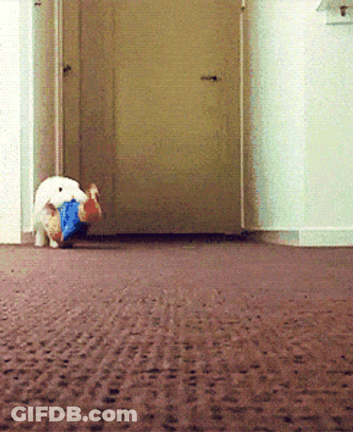 Hopping Bunny Carrying Rabbit Toy GIF