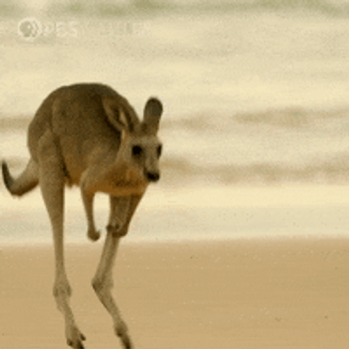 Hopping Kangaroo Animal GIF