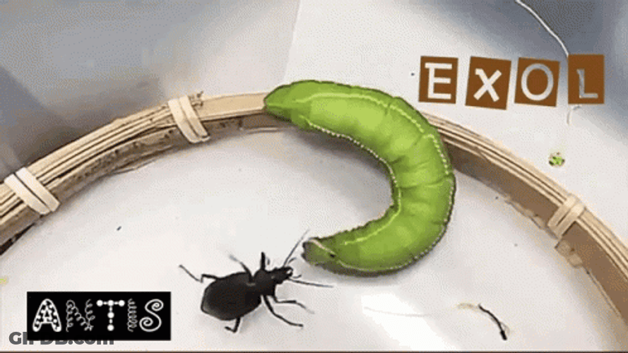 Hornworm Insect Throws Beetle GIF