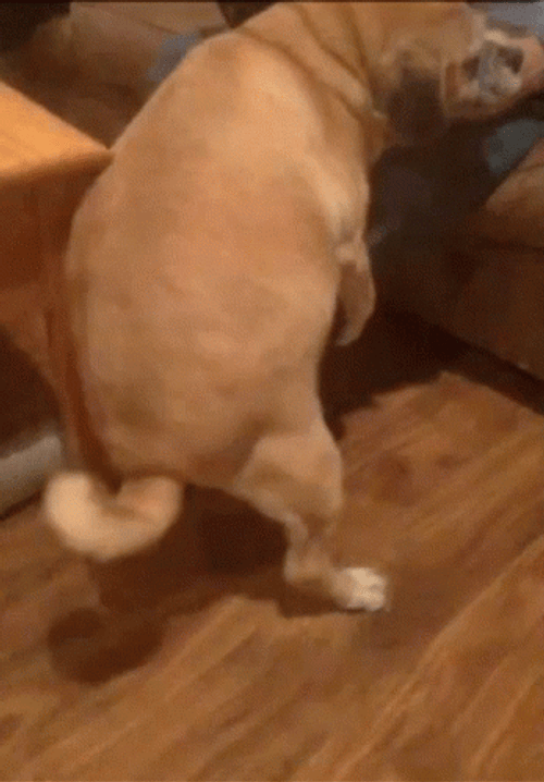 Horny Dog Dry Hump GIF