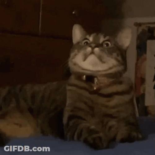 Horrified Cat Zoom In GIF