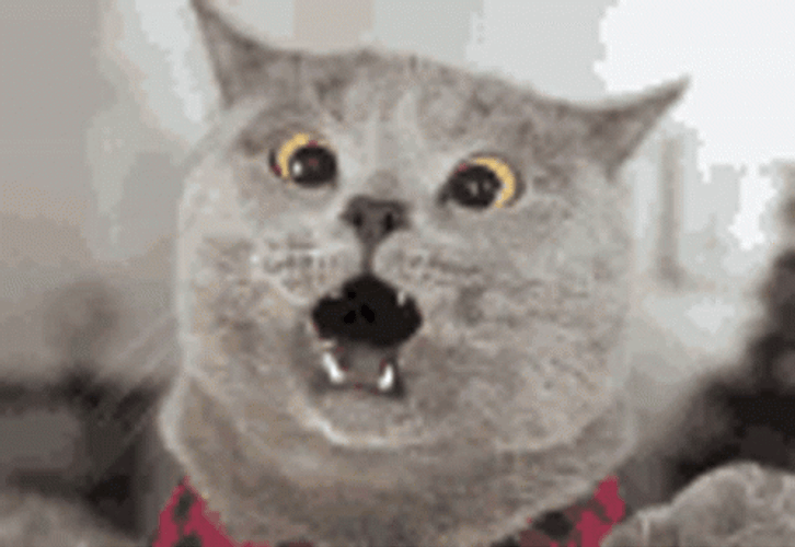 Horrified Surprised Cat GIF