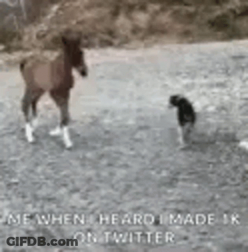 Horse And Dog Standing In Field GIF
