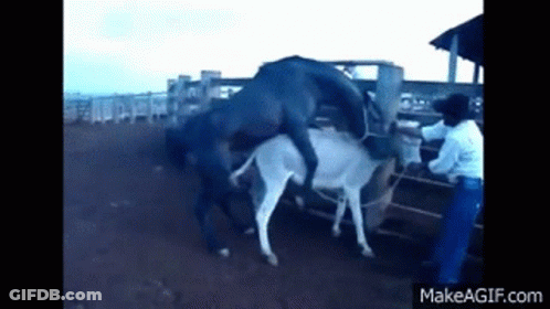 Horse And Donkey Standing In Fenced Area GIF