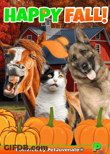 Horse Cat And Dog Standing Next To Pumpkins Happy Fall GIF