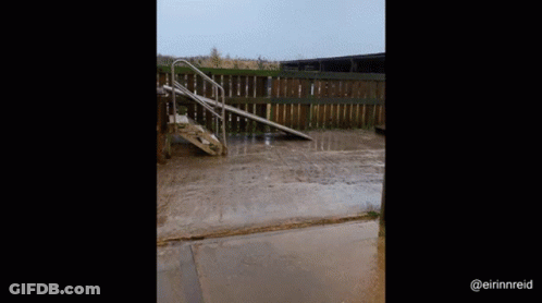 Horse Close Up Looking Up GIF