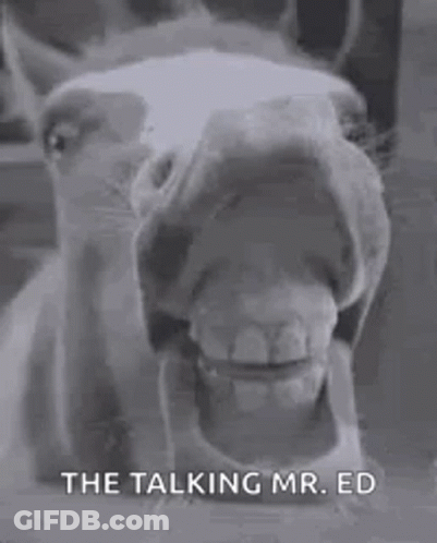 Horse Close Up Mouth Open GIF