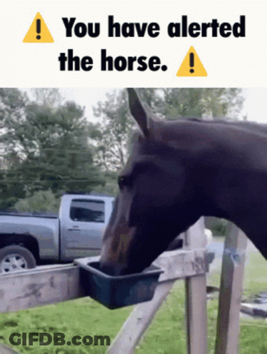 Horse Drinking From Bucket And Alerted GIF