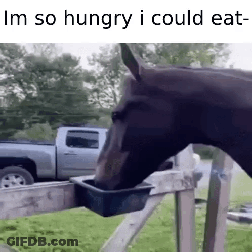 Horse Drinking Water From Bowl GIF