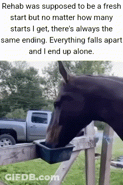 Horse Drinking Water From Bucket On Fence GIF