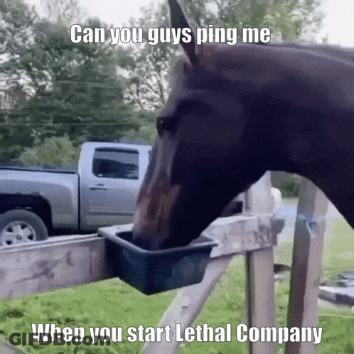 Horse Drinking Water With Lethal Company Caption GIF