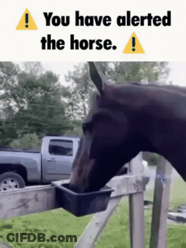 Horse Drinking Water With You Have Alerted The Horse GIF